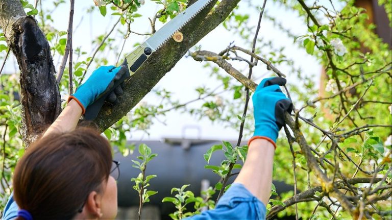 woman cutting tree branch