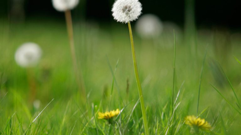 Dandelion