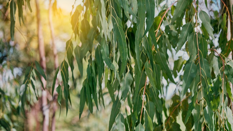 eucalyptus tree in backyard