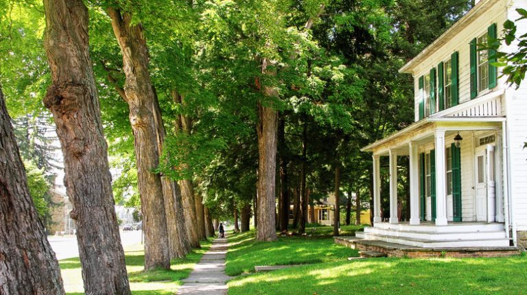 trees next to sidewalk