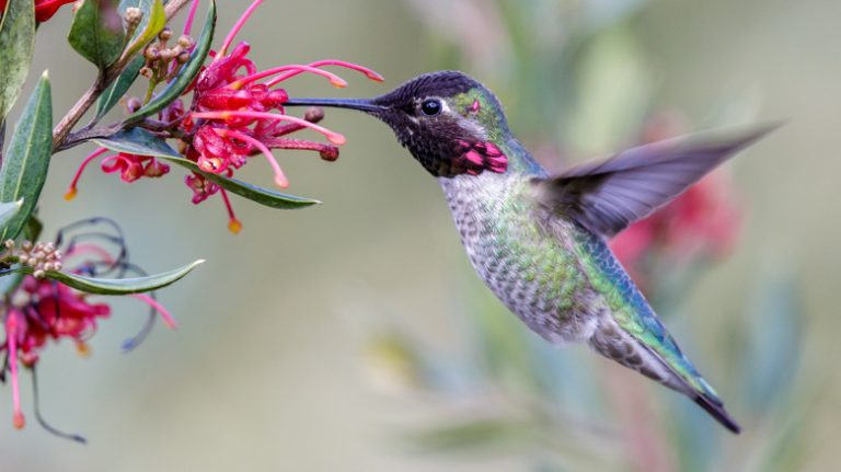 hummingbird feeding on flower