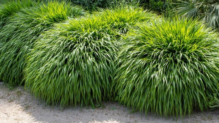 Hakone grass in yard