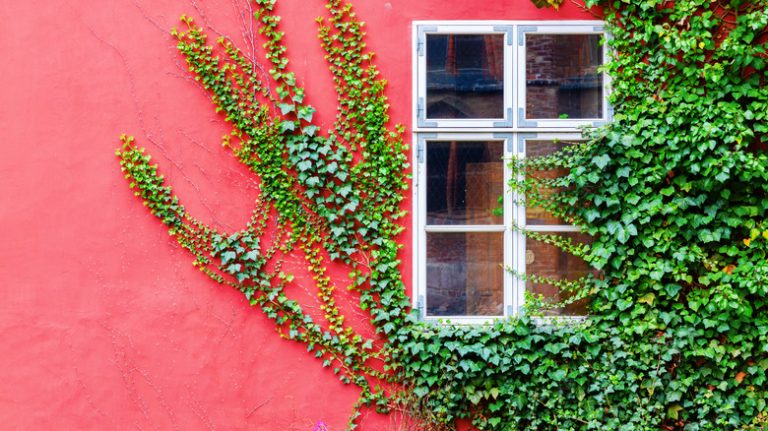 Red house with creeping ivy