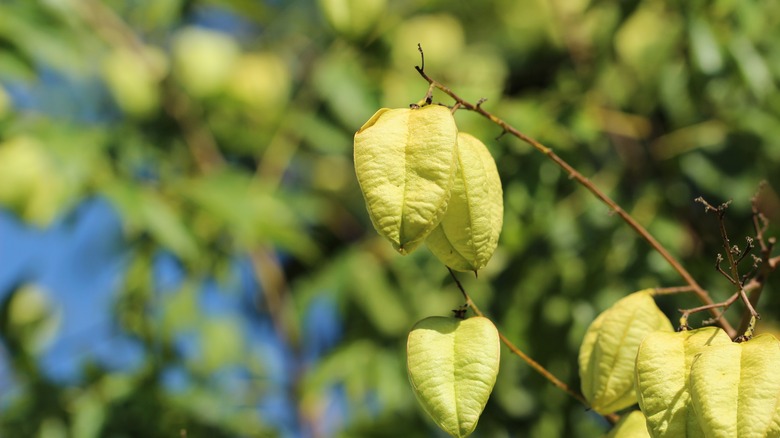 golden rain tree in yard