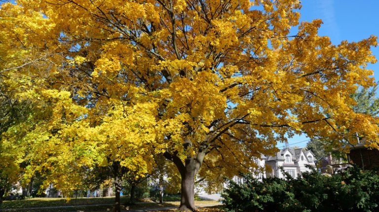 Norway maple near a home