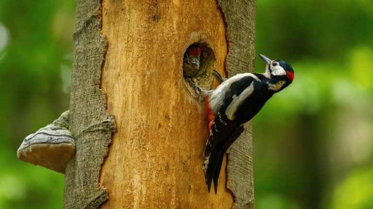 woodpecker on tree