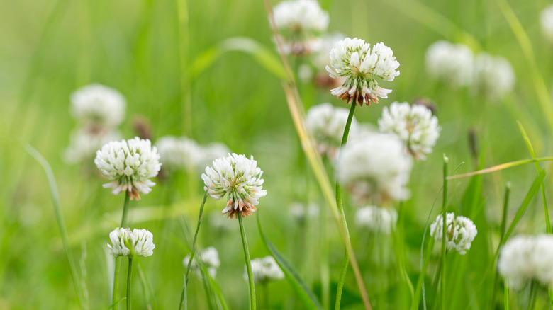 White clover in field