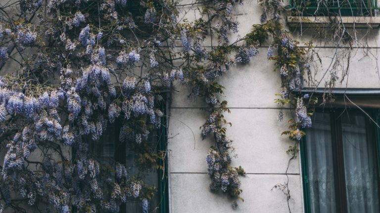 wisteria climbiing on wall