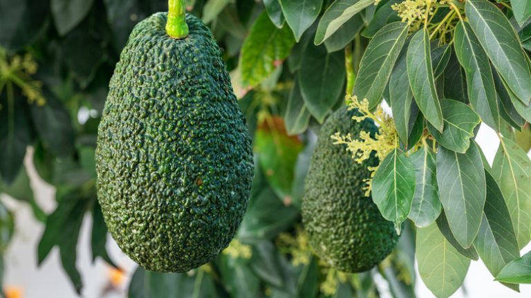 blooming avocado tree with fruit