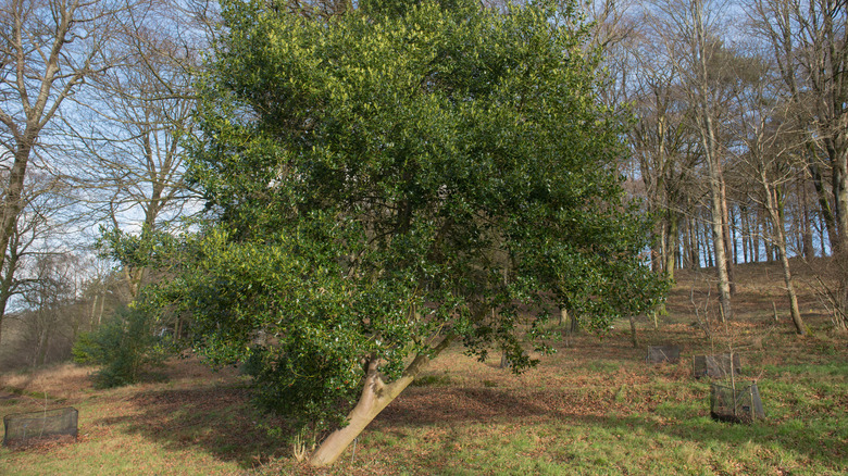 Effective Techniques for Straightening a Leaning Tree in Your Yard ...