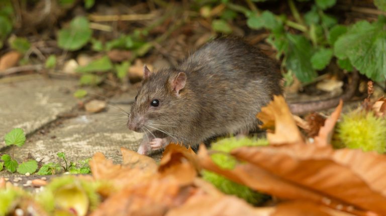 rat in garden