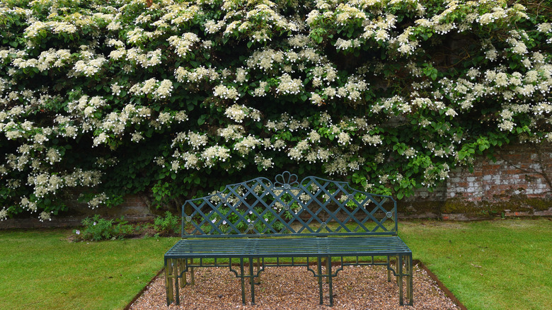 Climbing hydrangea behind bench