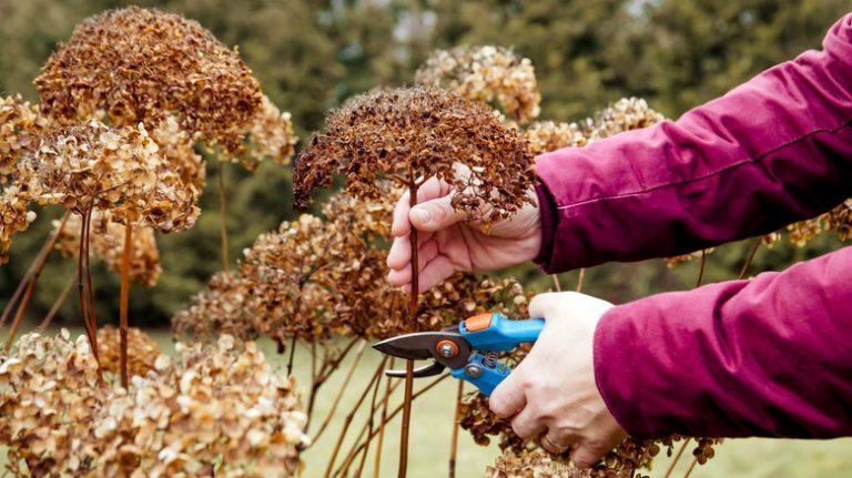 pruning hydrangeas