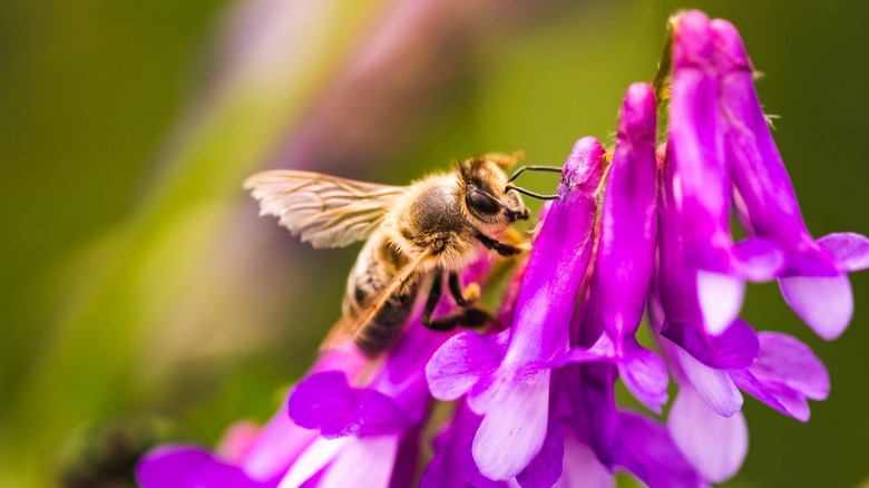 Bee pollinating flower