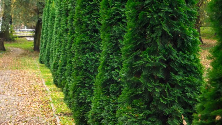 Trees creating a privacy fence