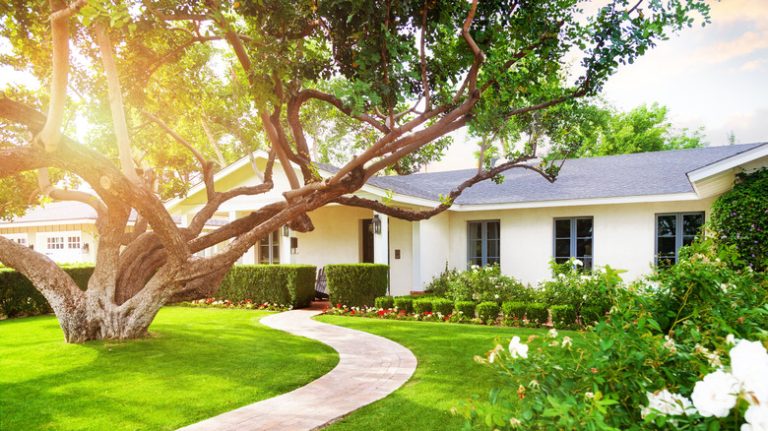 Large tree in front yard