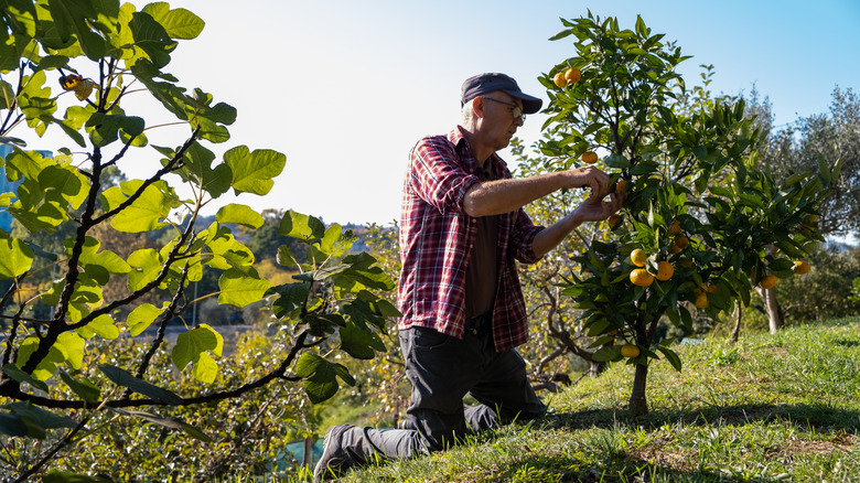 man observing citrus tree