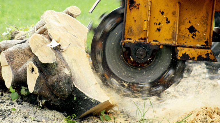 stump grinder removing a stump