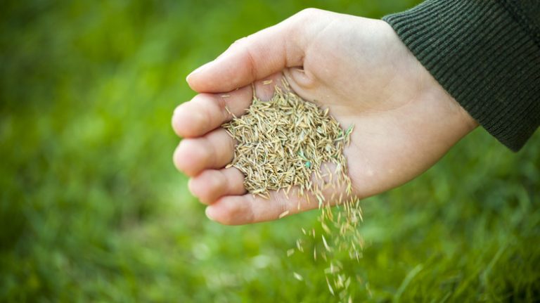 Hand pouring grass seeds