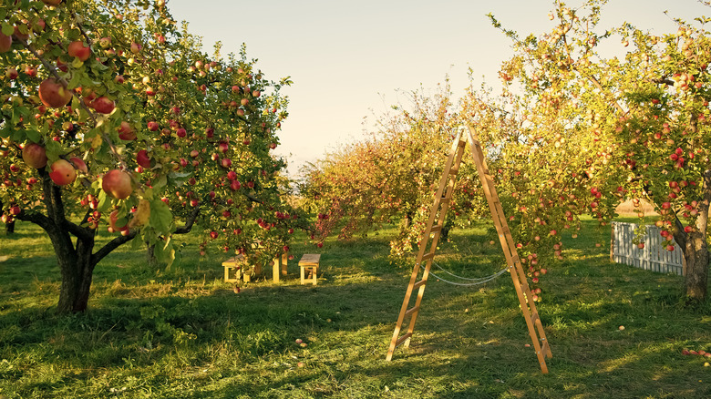 Apple orchard