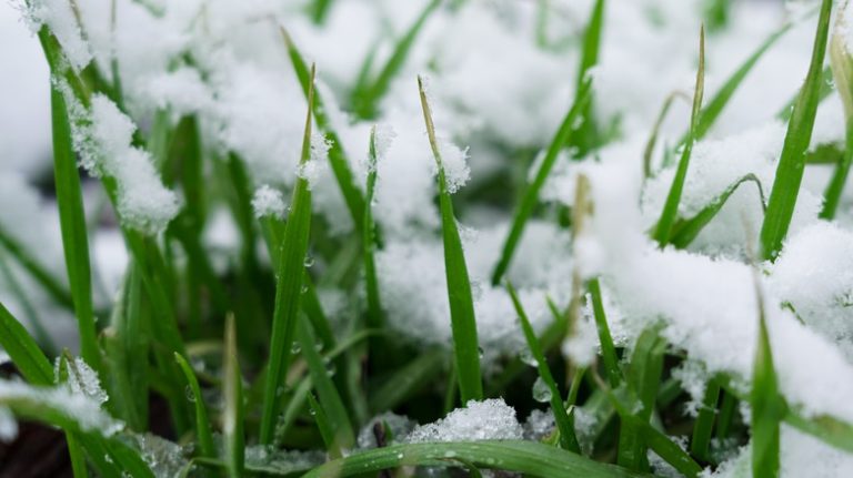 Winter lawn care tips