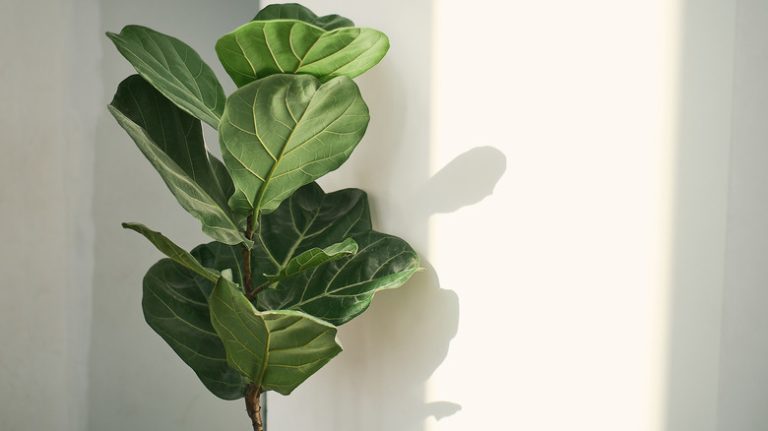 fiddle leaf fig