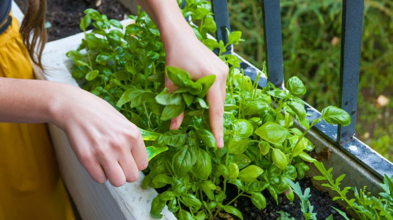 woman cuts herbs from garden