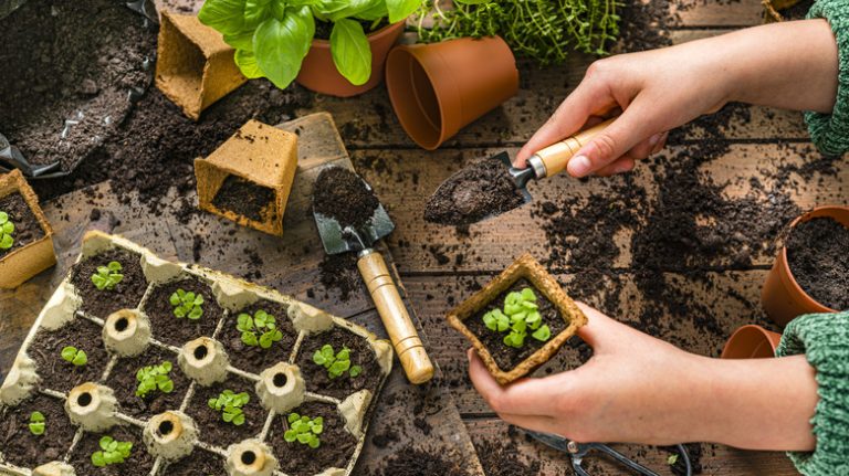 person planting seedlings