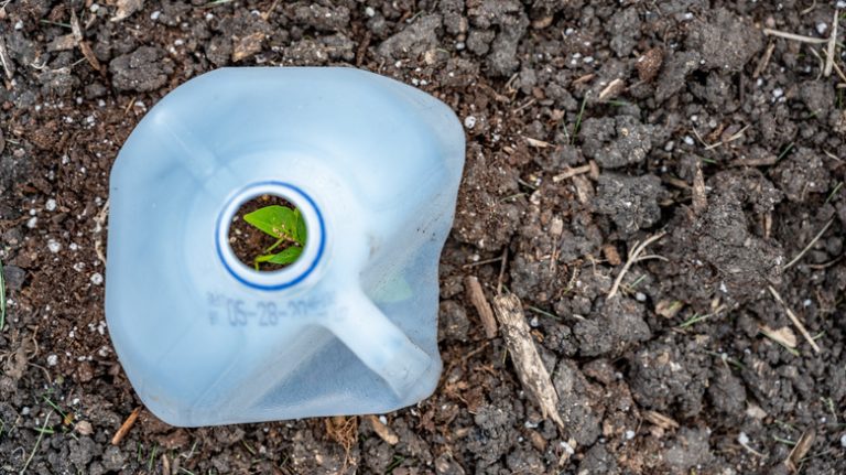 Milk jug protecting seedling