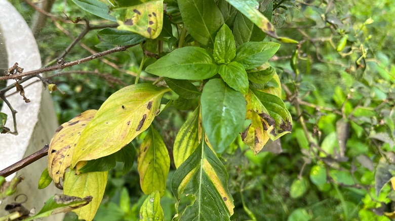 yellowing basil leaves