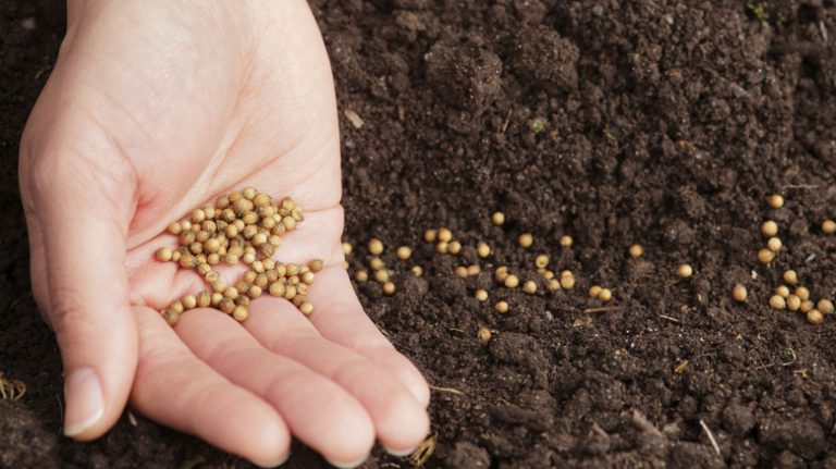 planting seeds in soil