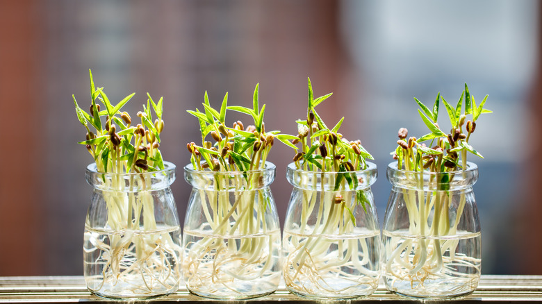 Mung bean seedlings