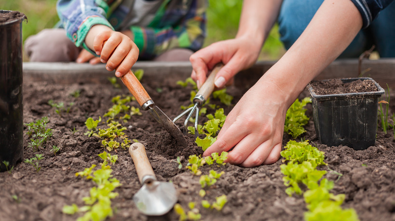 Small garden bed being tended