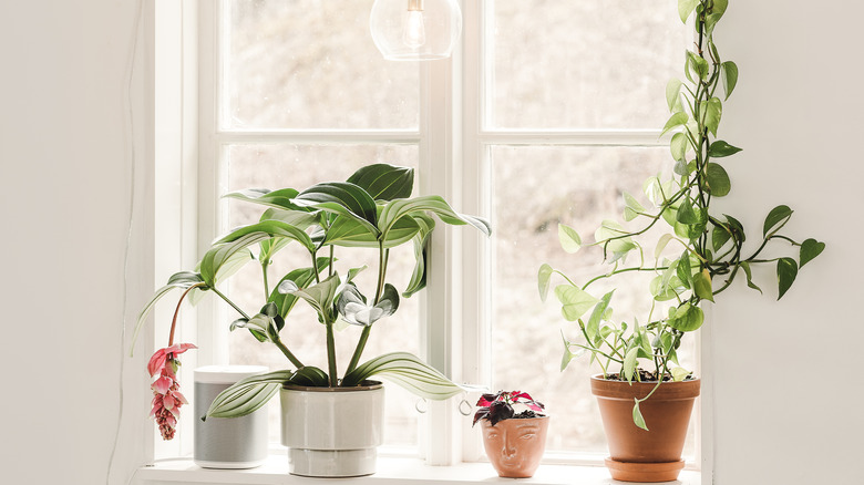 Houseplants grow in bright window