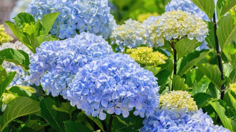 A group of blue hydrangeas