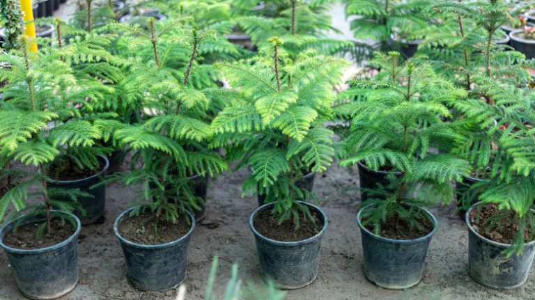 Norfolk pine plants for sale