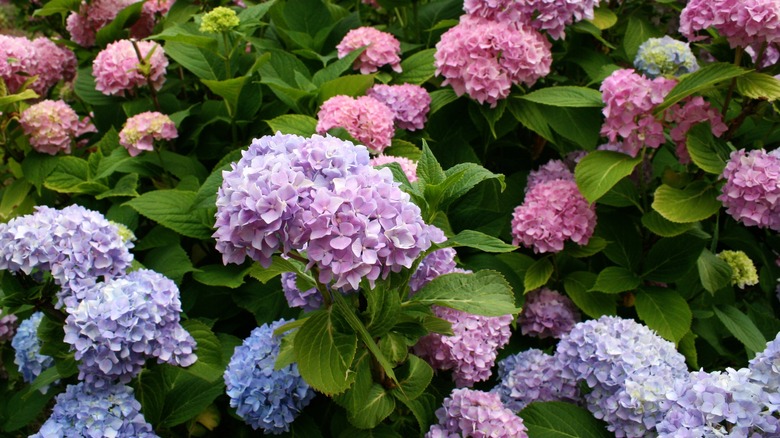 hydrangeas