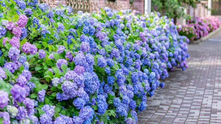 Blue hydrangea flowers in bloom