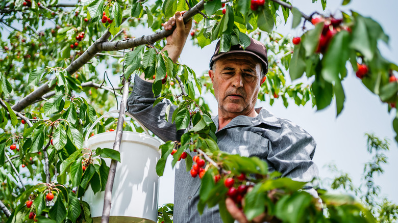 Harvesting cherries from tree