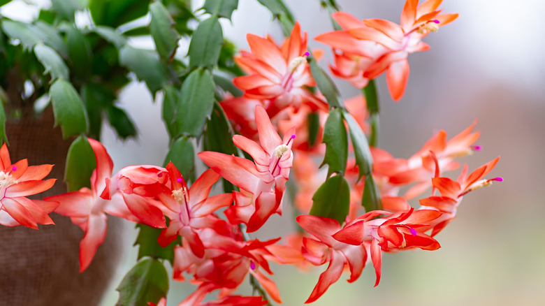 blooming Christmas cactus