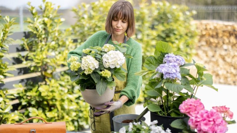 Gardener holds pot with white hydrangea