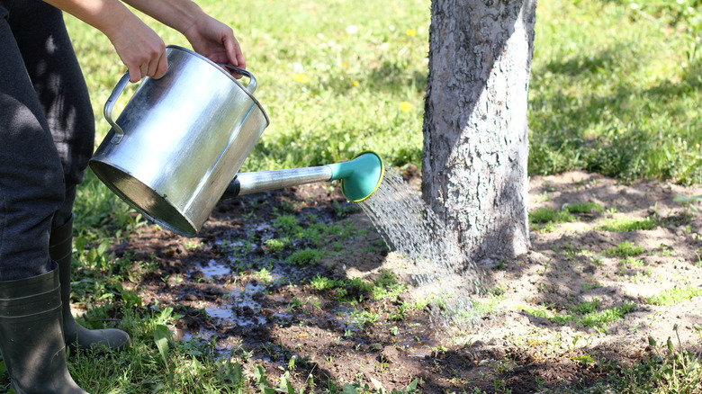 A tree being watered