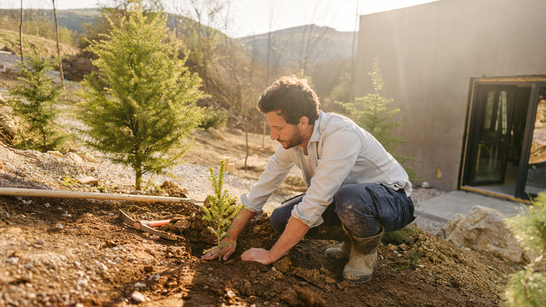 Man planting tree near home