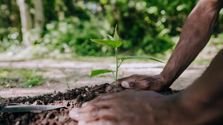 person planting new small plant