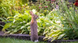 rabbit standing near garden