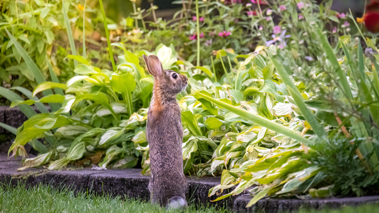 rabbit standing near garden