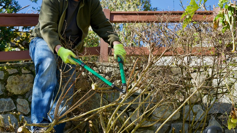 person trimming bushes and deadwood