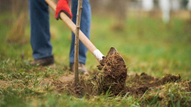 Man planting a tree