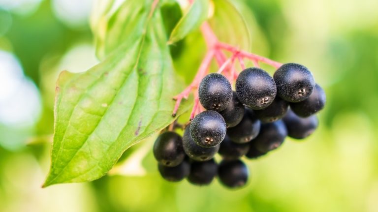 Huckleberry shrub growing with fruit