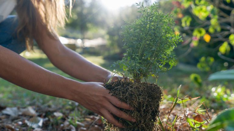 Person holding a shrub